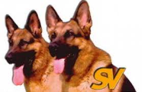 Ganz einfach, wir lieben unsere hunde. Mitgliedsverein Verein Fur Deutsche Schaferhunde Sv E V Vdh De