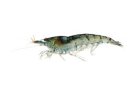 Freshwater Shrimp Care Sheet