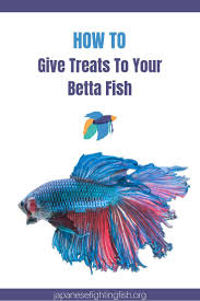 Betta Fish Treats Japanesefightingfish Org Betta Fish Betta Fish Types Betta