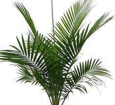 If you want to grow one of these palms in your home, continue reading this full indoor care guide for the majesty palm. Majesty Palm Houseplants Calloway S Nursery