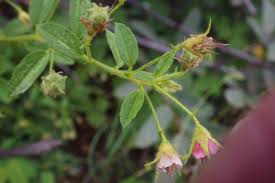 Image result for Hermannia boraginiflora