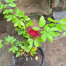 Image result for Calliandra haematocephala