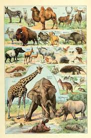 Animal Wall Art Print Animals Illustration Vintage Book Horsebreedchart Animal Posters Animal Drawings Animal Illustration
