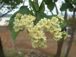 Image result for Cordia sp.A.