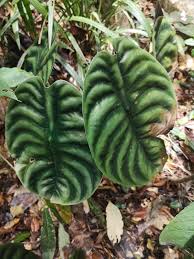 Petioles are striped green and brown. Spotlighting Alocasia Everything You Want To Know A Natural Curiosity