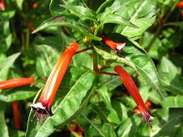 Image result for Cuphea ignea