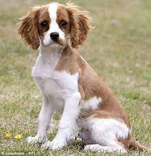Doggie Family 3 Cavalier King Charles Spaniel Tricolor King Charles Cavalier Spaniel Puppy Cavalier King Charles Spaniel