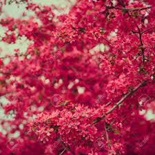 / 5 cm) and blossom in spring and early summer. Spring Blooming Tree Beautiful Flowers Nature Background Stock Photo Picture And Royalty Free Image Image 57582195