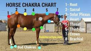 Printable horse chakra chart shown with reiki hand. Daily Horse Sync Home Facebook