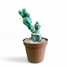 Image result for Myrtillocactus geometrizans