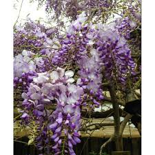 Image result for Ipomoea sinensis