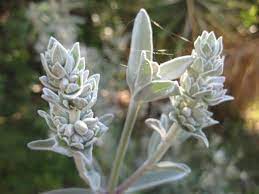Home » white sage plant: Sage White Sage Plants With A Purpose