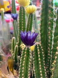 Why does home depot glue flowe. Flowers Hot Glued To The Top Of These Cactuses For Sale At Cvs 9gag
