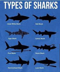 shark identification made easy delaware surf fishing com