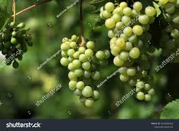 Image result for peronospora grapevine