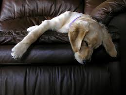 Some ingredients in cold medicines, like caffeine or acetaminophen, can be toxic to your dog. How To Tell If Your Dog Has A Cold Dogs Cute Dog Pictures Cute Dogs