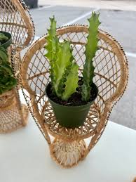 Image result for Euphorbia bougheyi