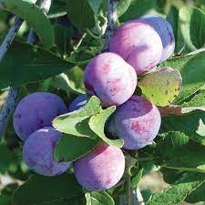 Sapalta cherry plum (sold out for 2021) $ 45.00. Damson Plum Plum Trees Stark Bro S