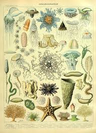Sea Life Chart Of Coral Jellyfish And Anemones Free To