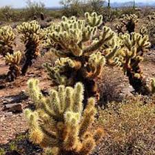 Department of agriculture plant hardiness zones 9 and 10. How To Transplant A Cactus Repot Your Cactus Without Pain