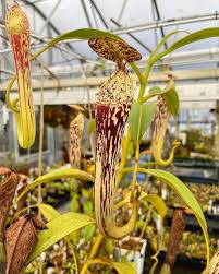 Image result for Gnidia stenophylla