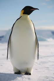 Some 15 percent of adults are capable of finding their mate from the previous year despite the absence of a nest and the tremendous size of the colony. How Big Are Penguins Penguins Blog