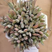 Pin On Succulents