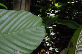 Image result for Uvariodendron