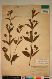 Image result for Lippia plicata