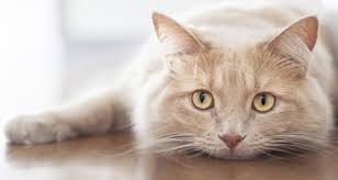 Instead, they tend to breathe through an open mouth, and sometimes they pant. 7 Common Signs Of Heart Disease In Cats Petcoach