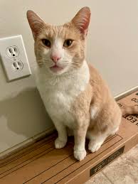 Found dog near Idaho Falls airport