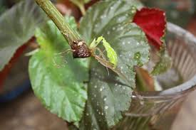 Often considered the method of choice amongst. Propagate Begonia Stem Cuttings In Water Cane Like Angel Wing Begonia Propagating By Stem Cu Propagate Begonia Angel Wing Begonia Growing Roses For Beginners