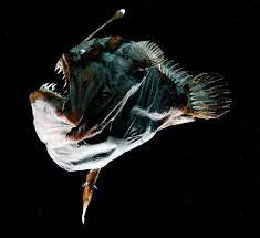 Pin On Amazing Ocean Creatures