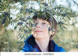 23+ Thousand Oliver's Royalty-Free Images, Stock Photos & Pictures