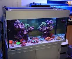 Kev S Deltec Display At The Reef Shack The Aquarium Solution Aquarium Saltwater Aquarium Setup Saltwater Aquarium