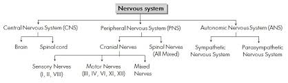 S vinnu ( 56 points) control and coordination Biology Neural Control And Coordination Revision Notes For Neet Aipmt Medical Exams Askiitians