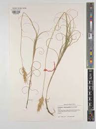 Image result for Pentameris