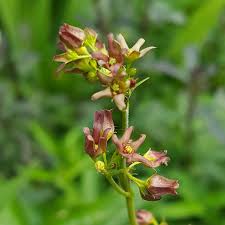 Image result for Vincetoxicum cernuum