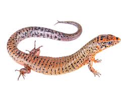 Image result for Isoglossa sp. A