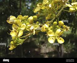 Image result for Senna singueana