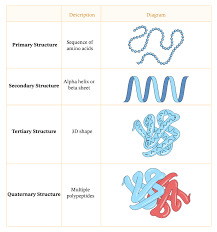 Structural Proteins And Their Importance In Living Organisms | Algor Cards