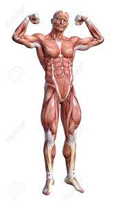See more ideas about anatomy, anatomy reference, anatomy drawing. Male Anatomy Pictures 95390931 3d Rendering Of A Male Anatomy Figure With Muscles Map Isolated On Wh Human Anatomy Art Anatomy Art Human Muscle Anatomy