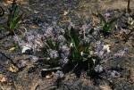 Image result for Ledebouria Unidentified sp. no6.