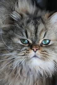 Green Eyes Monster Crazy Cats Crazy Cat Lady Cute Pictures