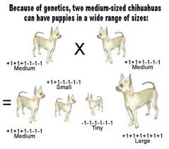 Chihuahuas Genetics