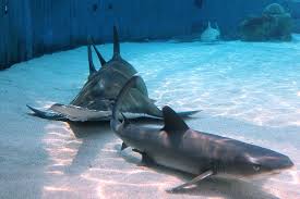 Shark Lagoon, Aquarium of the Pacific | Nurse Shark and Fres… | Flickr