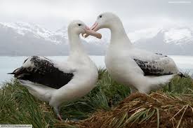 For a class 3 permit, you must answer questions about the. Types Of Birds Bird Families From All Around The World Pictures Facts