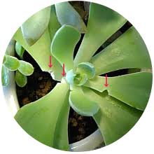 よくある質問 植物編 多肉植物 サボテンの専門通販 Solxsol