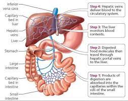 The channel in the blood vessel that. What Is A Portal System What Is The Purpose Of The Hepatic Portal Socratic
