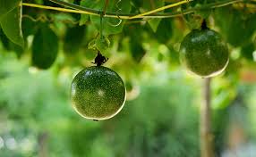 Fruits de la passion crus, 2 fruits (36 g). Grenadille Passiflora Edulis Fruit De La Passion Plantation Culture Entretien